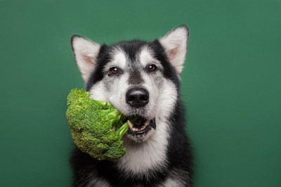 緑の背景にブロッコリーをくわえる犬