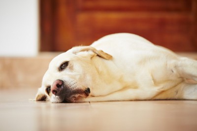 硬い床で眠る犬