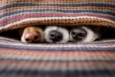 毛布の中に入る3匹の犬