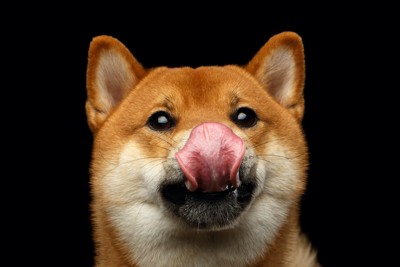 舌を出している柴犬