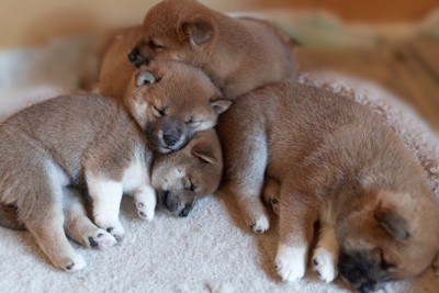 体をくっつけて寝る柴犬の子犬たち
