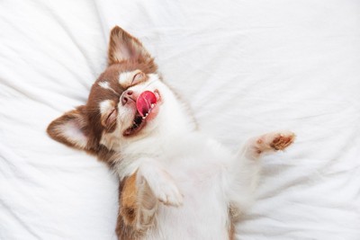 笑いながら舌を出して眠る犬