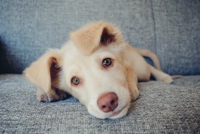 ソファーの上で少ししょんぼりする犬