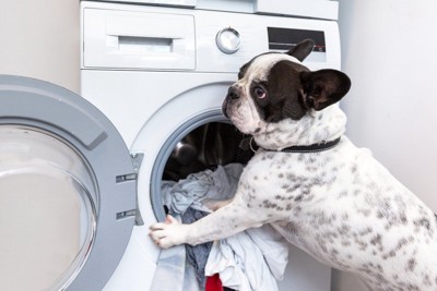 洗濯機に寄りかかる犬