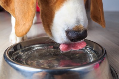 飲み皿から犬が水を飲む