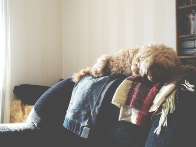 ソファの上の洋服の上で眠る犬