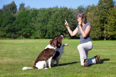2頭の犬をトレーニング中の女性