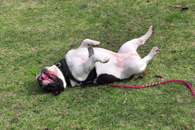 芝生でゴロスリする犬