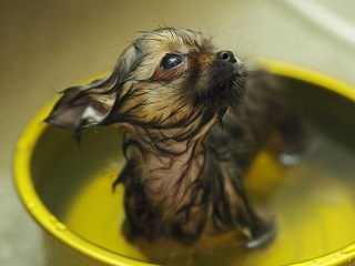 子犬がお風呂に入っている写真