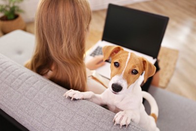 パソコンを触る女性と犬