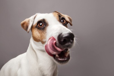 舌なめずりして見つめる犬