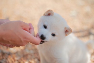 人の指を甘噛みする白柴の子犬