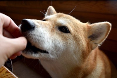 飼い主の手から何かを食べる柴犬