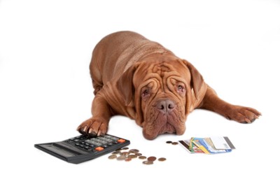 お金や電卓、カード類と犬
