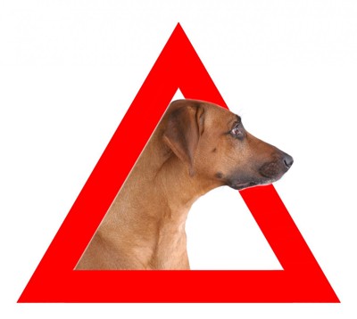 三角形の中の犬