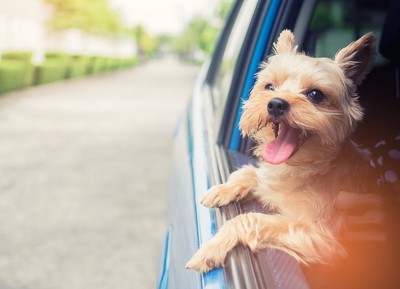 車の窓から顔を出す笑顔の犬