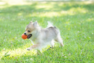 野原でボールをくわえて遊ぶ子犬