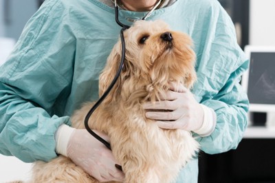 病院で受診中の小型犬