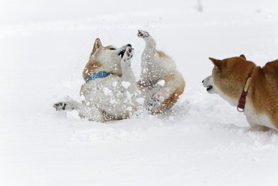 雪の芝犬
