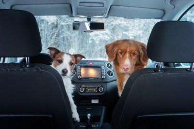車に乗る2匹の犬