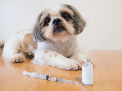 ワクチンを目の前に悲しそうな様子の犬