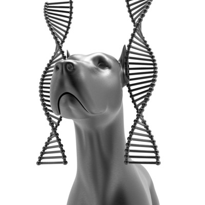 グレートデーンとDNAの3Dモデル図