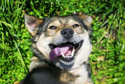 芝生に寝転ぶ笑顔の犬