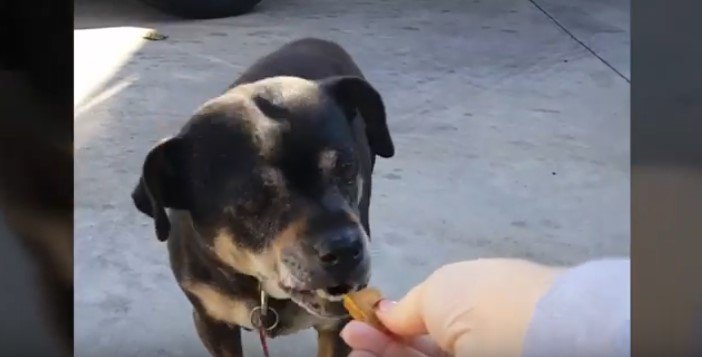 手から食べようとする犬