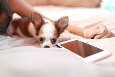 携帯と犬