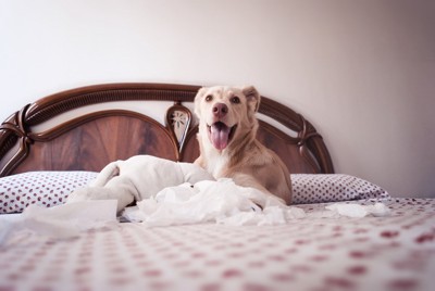 ベッドの上を散らかす犬