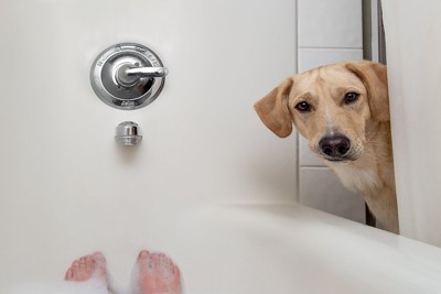 お風呂を覗いてくる犬