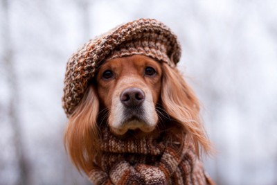 帽子と服を着る犬