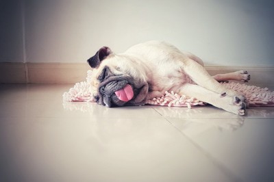 舌を出して寝ているパグ