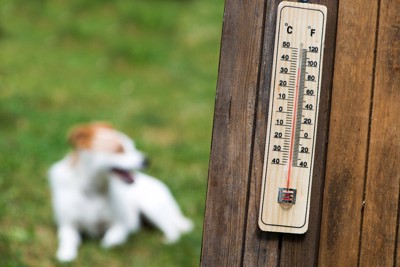 犬と温度計
