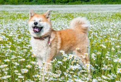 白い花に囲まれた秋田犬