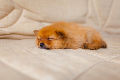 眠っている赤毛の子犬