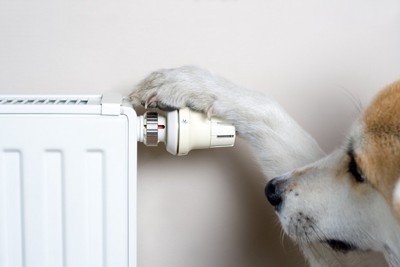 電気ストーブに手をかける犬