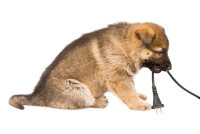 電気コードを噛む子犬