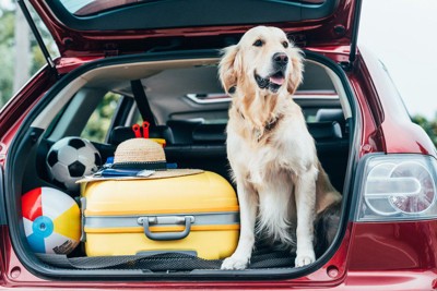 犬とキャリーバッグとボール、車の中