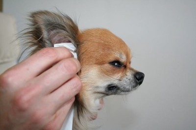 耳を拭かれている犬の横顔