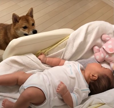 赤ちゃんを見上げる犬