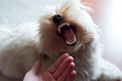 手と、口を大きく開ける犬