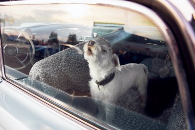 車内の犬白
