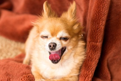毛布の上であくびをする犬
