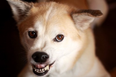 歯をむき出して威嚇する犬の顔のアップ