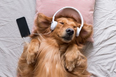 ヘッドホンで音楽を聴く犬