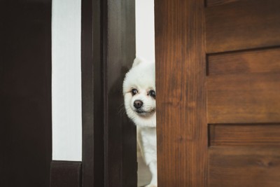 隙間から覗いて確認している白い犬