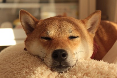 寝ている柴犬の顔のアップ