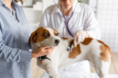 犬に聴診器を当てる獣医師