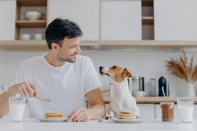 一緒に会話と食事をする男性と犬